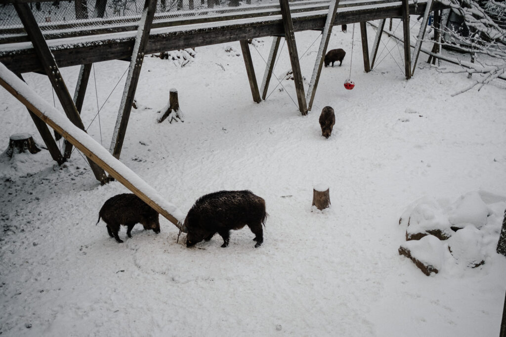 Schwarzwild im Tierpark Mehlmeisel im Fichtelgebirge
